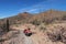 Woman photographing desert wildflowers in Saguaro National Park.