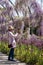 Woman photographs flowers in the Wisteria Walk at RHS Wisley garden, Surrey UK.