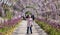 Woman photographs flowers in the Wisteria Walk at RHS Wisley garden, Surrey UK.