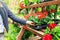 Woman pick pelargonium geranium flower from shelf at garden plan