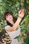 A woman picking apple from a tree