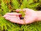 Woman picking berries in the woods. She put a hand on the red cranberries and blueberries on a branch with leaves.