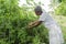 Woman Picking Black Raspberries