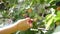 Woman picking blackberries