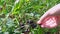 Woman picking blackcurrant berries. Close up of hand. Harvesting freshly healthy crop. Slow Motion