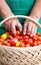 Woman picking cherry tomatoes from a basket