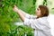 Woman picking chokecherries