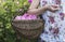 Woman picking color of oilseed roses