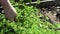 Woman is picking curly parsley from the bed