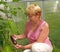 Woman picking eggplants in greenhouse