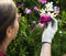 Woman picking flower in the garden