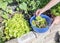 Woman picking fresh lettuce from the garden