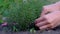 Woman picking fresh rosemary on the garden.