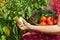 Woman picking fresh vegetables in the garden - closeup