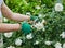 Woman picking fresh white roses in her garden