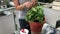 Woman picking fruits from a tomato plant on the balcony