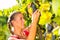 Woman picking grapes with shear at harvest time