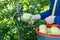 Woman picking green apples