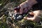 Woman picking a grey knight mushroom