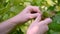 Woman Picking Hazelnuts From a Tree