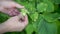 Woman Picking Hazelnuts From a Tree