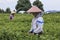 Woman picking Jasmine Flowers in a Jasmine Plantation in HengXian, the Chinese capital of Jasmine