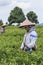 Woman picking Jasmine Flowers in a Jasmine Plantation in HengXian, the Chinese capital of Jasmine