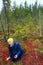 Woman picking lingonberries in forest in swamp