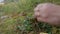 Woman picking mushroom in grass in forest close-up view.