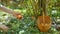 Woman is picking off an apple from the ground. Organic apple harvesting, female hands harvest green and red apples