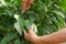 woman picking peppers in the greenhouse