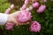 Woman picking pink peony flowers in garden