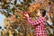 Woman picking ripe apples on farm. Farmer grabbing apples from tree in orchard. Fresh healthy fruits ready to pick on fall season