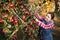 Woman picking ripe apples on farm. Farmer grabbing apples from tree in orchard. Fresh healthy fruits ready to pick on fall season