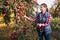 Woman picking ripe apples on farm. Farmer grabbing apples from tree in orchard. Fresh healthy fruits ready to pick on fall season