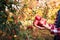 Woman picking ripe apples on farm. Farmer grabbing apples from tree in orchard. Fresh healthy fruits ready to pick on fall season