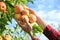 Woman picking ripe apples from tree, closeup