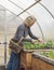 Woman Picking Salad Greens in Sunny Greenhouse