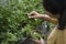 Woman picking some aromatic herbs mint, rosemary, oregano, thyme from a flower bed. She is holding a little basket on her hand.