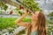 Woman picking strawberries at hydroponic farm in the greenhouse