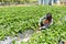 Woman picking strawberry in meadow