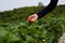 Woman picking strawberry from plant at outdoor garden