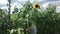 Woman picking sunflowers