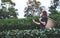 A woman picking tea leaf in a highland tea plantation