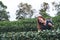 A woman picking tea leaf in a highland tea plantation