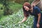 A woman picking tea leaf in a highland tea plantation