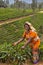 Woman picking tea leaves, Nuwara Eliya, Sri Lanka