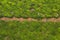 Woman picking tea leaves in a tea plantation around Munna