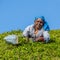 Woman picking tea leaves in a tea plantation around Munna