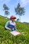 Woman picking tea leaves in a tea plantation around Munna